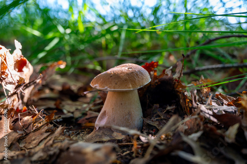 King of tasty edible mushrooms, boletus edulis porcini cepe growing in forest