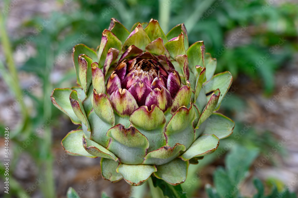 Edible head of artichoke plant in blossom close up Edible head of artichoke plant in blossom close up