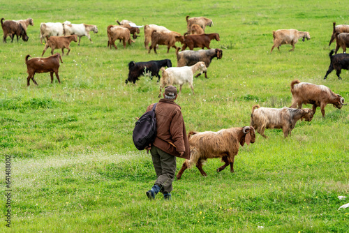 Tablou canvas Goat herder grazing his herd