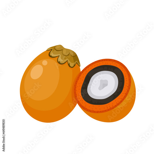 Vector illustration, Tucuma or Astrocaryum aculeatum, isolated on white background.