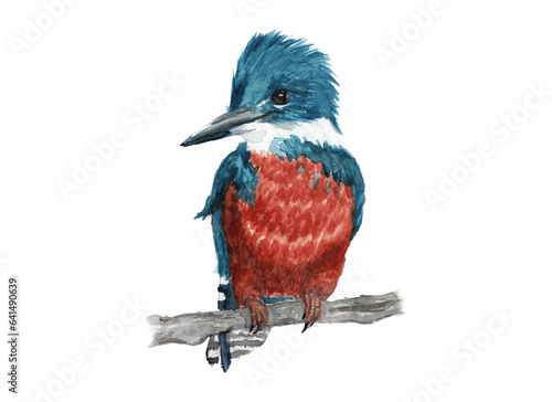 Ilustración en acuarela de Martín Pescador (Megaceryle torquata) Aves de Chile. photo
