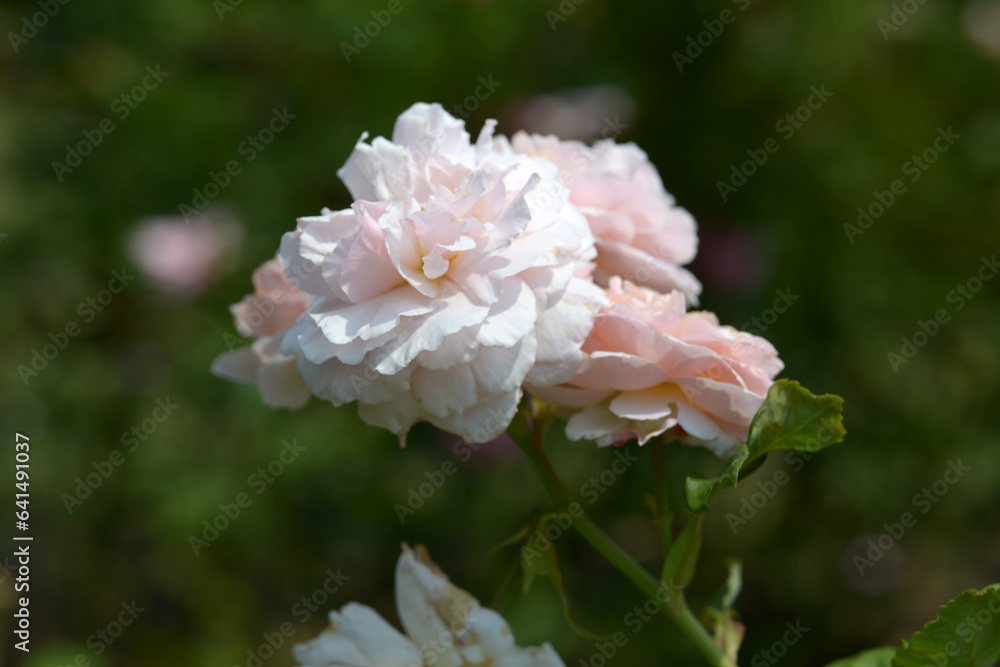 プリンセス・シャルレーヌ・ドゥ・モナコ バラの花 プリンセス・シャルレーヌ・ドゥ・モナコ バラの花