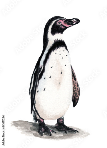 Ilustración en acuarela de Pingüino de Humboldt (Spheniscus humboldti) Aves de Chile.