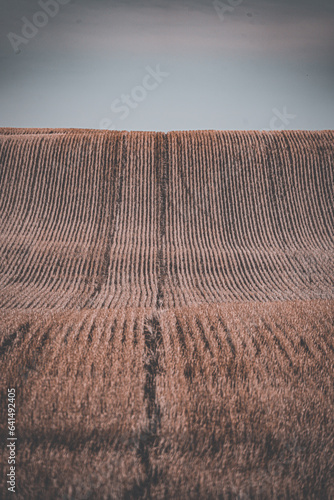 beautifully cut lines after the harvest