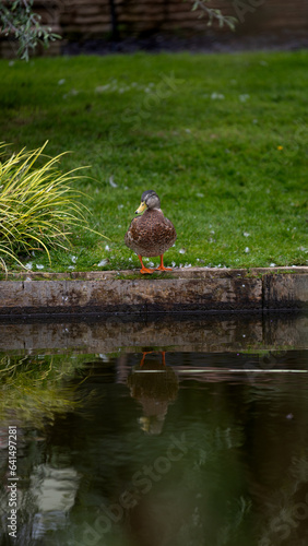 Duck with reflection