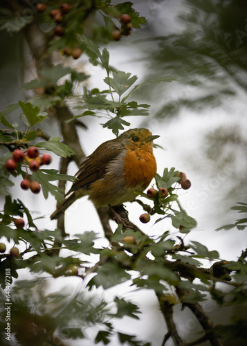 robin on branch