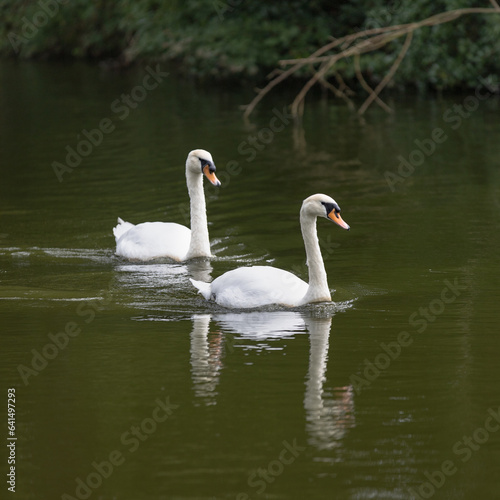 swans on the canal