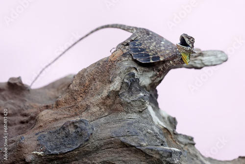 Fototapeta Naklejka Na Ścianę i Meble -  A flying dragon is sunbathing before starting its daily activities. This reptile has the scientific name Draco volans.