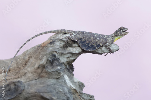 A flying dragon is sunbathing before starting its daily activities. This reptile has the scientific name Draco volans.