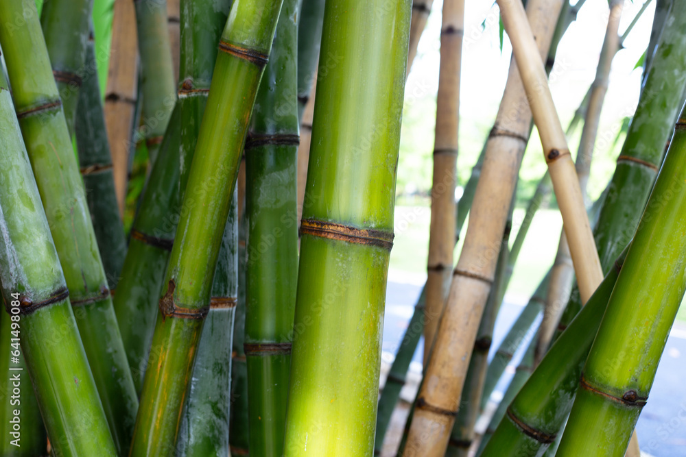 Obraz premium Fresh green bamboo tree in the garden