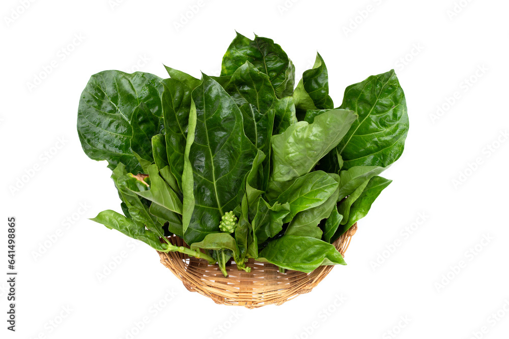 Noni or Morinda Citrifolia leaves on white background. Noni or Morinda Citrifolia leaves on white background.