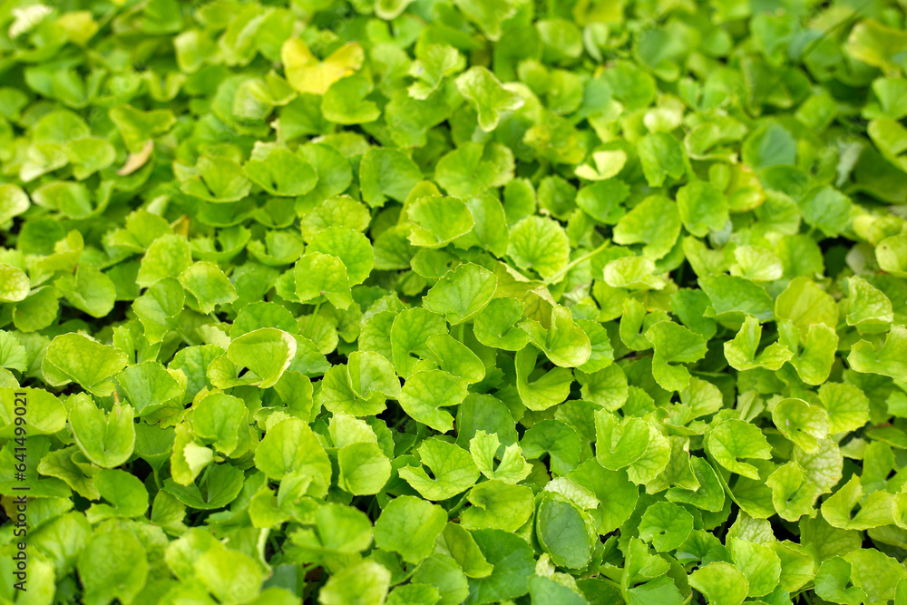 Gotu Kola herb plant in the garden Gotu Kola herb plant in the garden