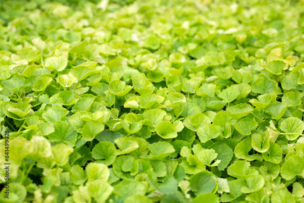 Obraz premium Gotu Kola herb plant in the garden