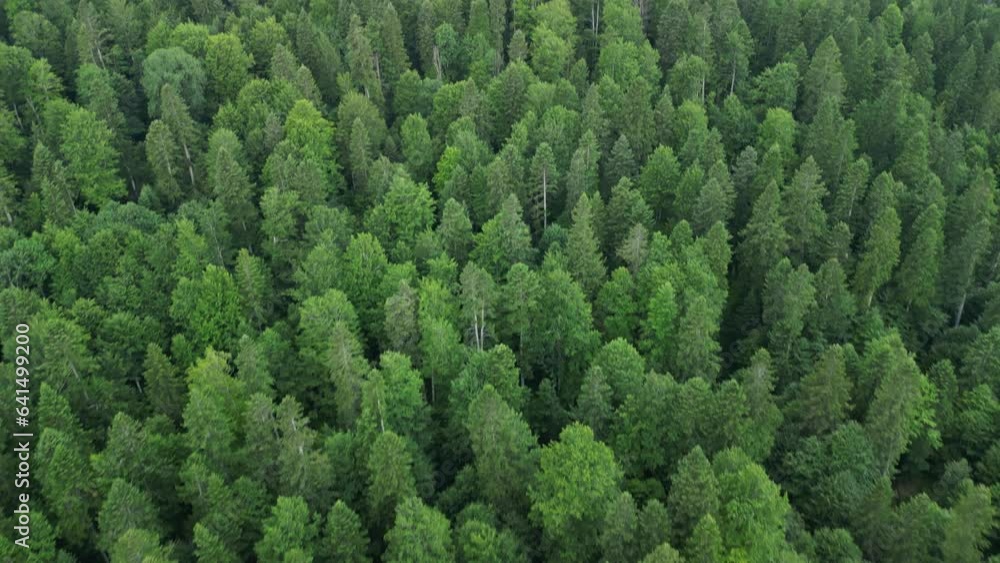 Drone flies over a green Carpathian forest with a view of the Bucegi National Park. Busteni, Prahova, Romania. Drone flies over a green Carpathian forest with a view of the Bucegi National Park. Busteni, Prahova, Romania.