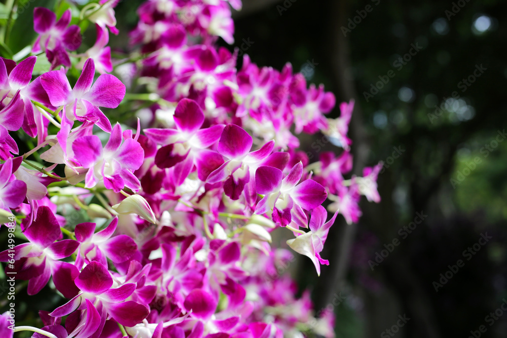 Obraz premium Beautiful purple orchid flowers. Flower background.