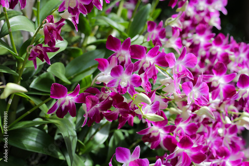 Beautiful purple orchid flowers. Flower background.