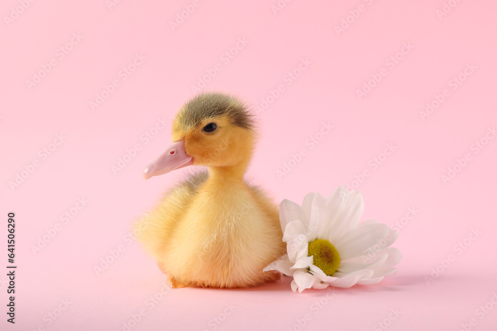 Baby animal. Cute fluffy duckling near flower on pink background