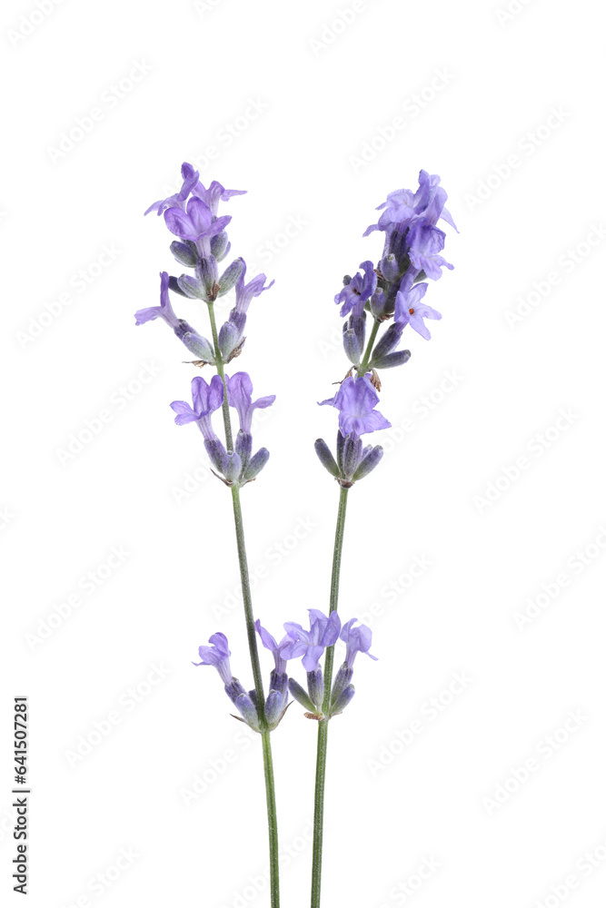 Naklejka premium Beautiful blooming lavender flowers isolated on white
