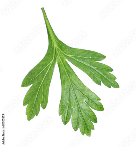 Fresh green parsley leaf isolated on white
