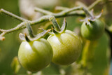 macro photo of cherry tomatoes