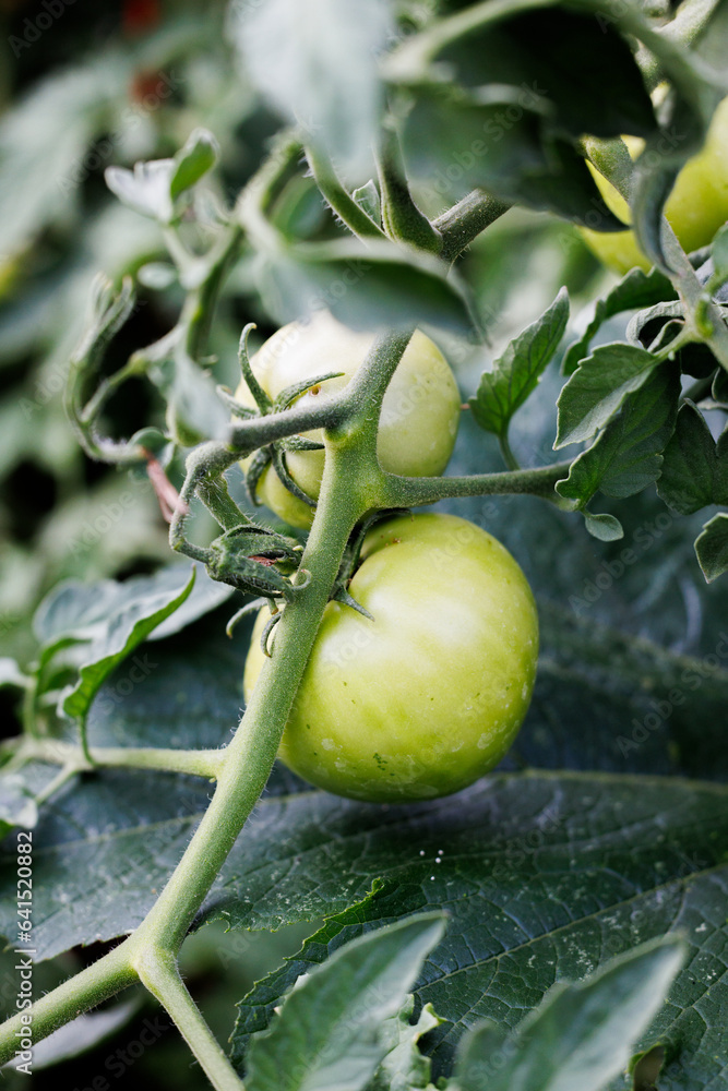 custom made wallpaper toronto digitalportrait of green tomatoes on a vine