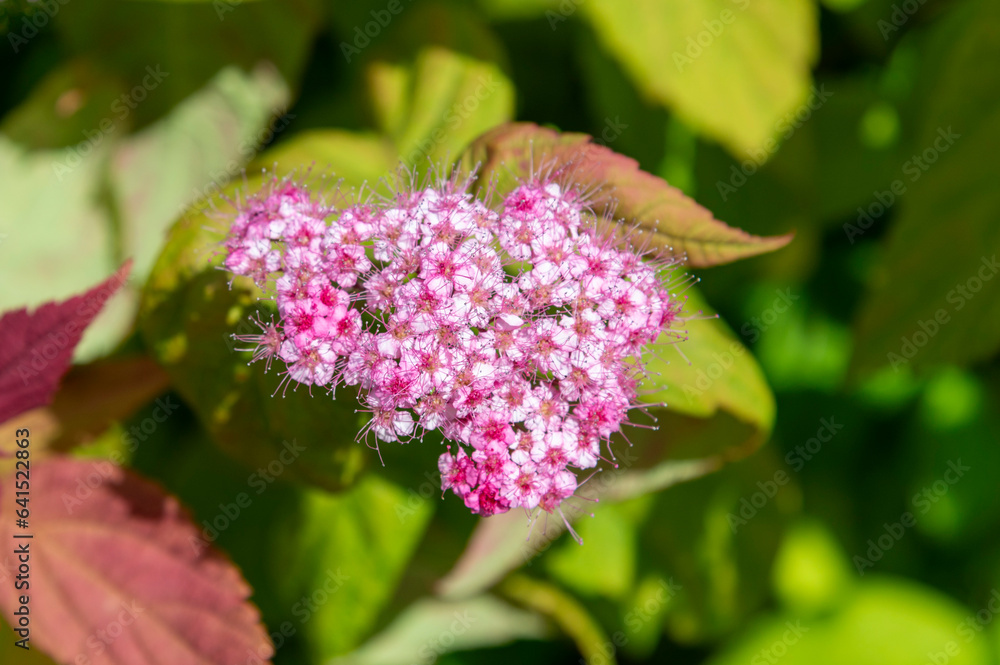 Closeup view of pink flower Closeup view of pink flower