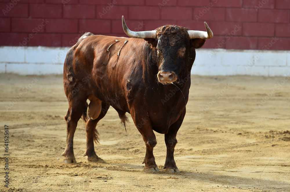 strong bull wih big horns in a traditional spectacle of bullfight in spain