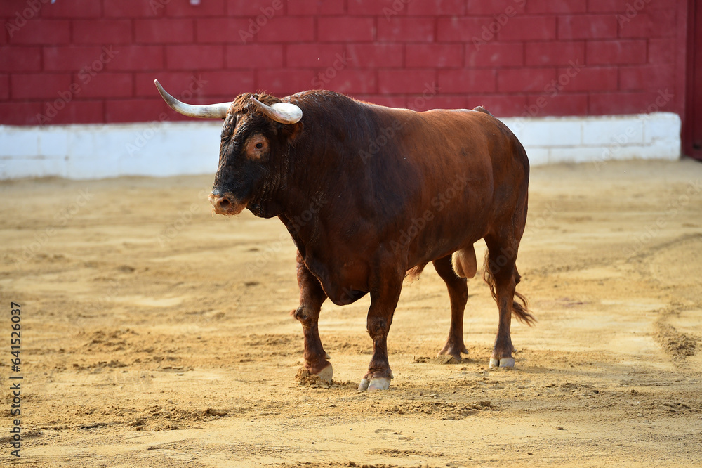 strong bull wih big horns in a traditional spectacle of bullfight in spain strong bull wih big horns in a traditional spectacle of bullfight in spain