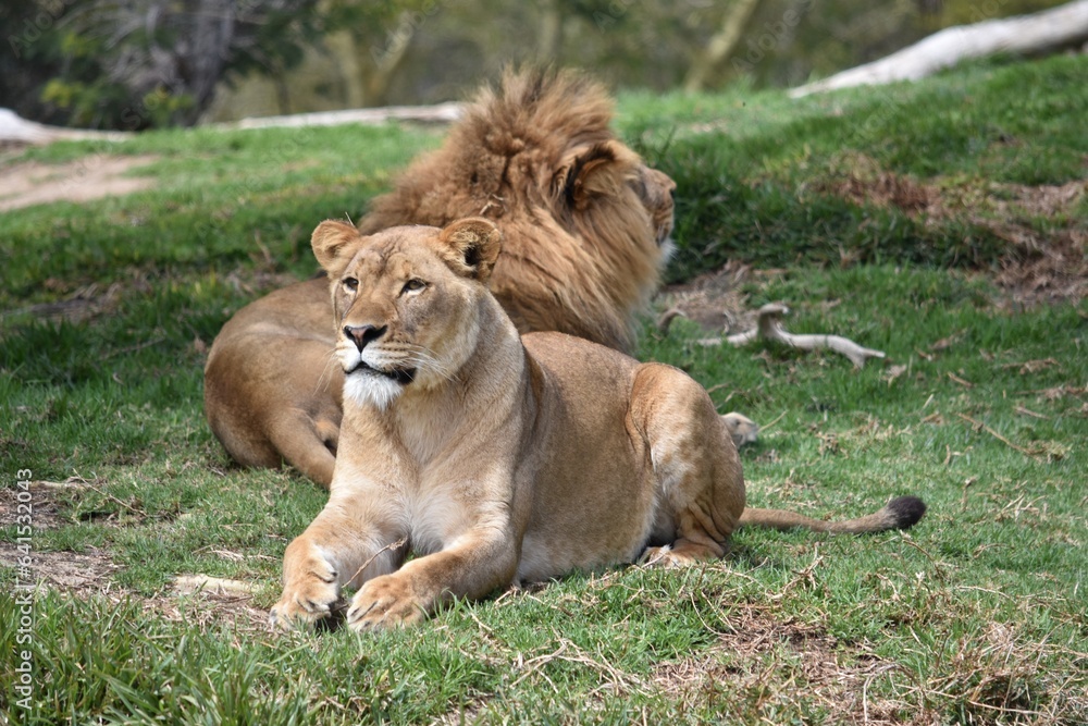 Female lion Female lion