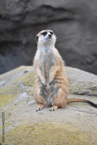 meerkat on the lookout © marissa