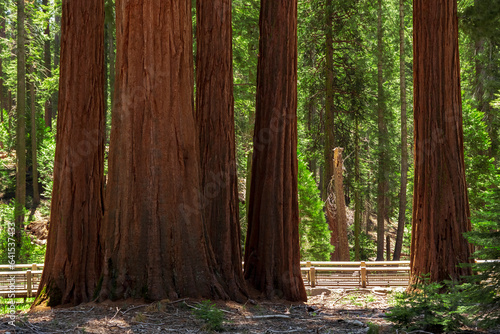 Mariposa Grove of Giant Sequoias, Yosemite National Park, California USA photo
