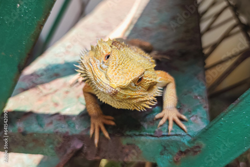 Closeup portrait of bearded dragon with yellow spiked skin. Exotic pet. Selective focus on head. photo