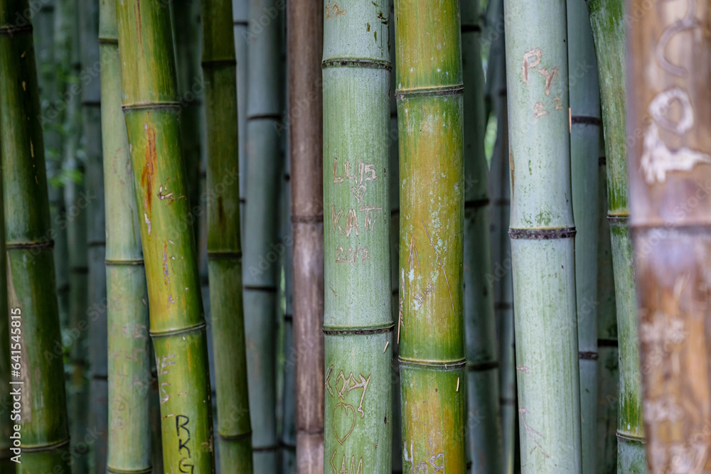 bamboo bamboo