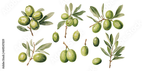 watercolor olive clipart for graphic resources