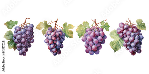 Fotografia watercolor grape clipart for graphic resources