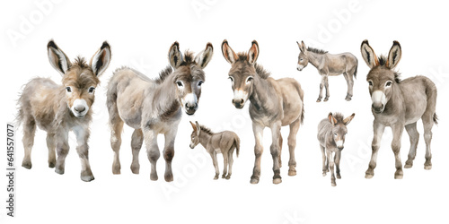 watercolor baby donkey clipart for graphic resources