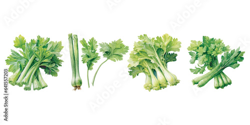 watercolor celery clipart for graphic resources