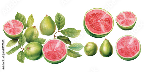 watercolor guava clipart for graphic resources