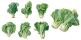 watercolor bok choy clipart for graphic resources