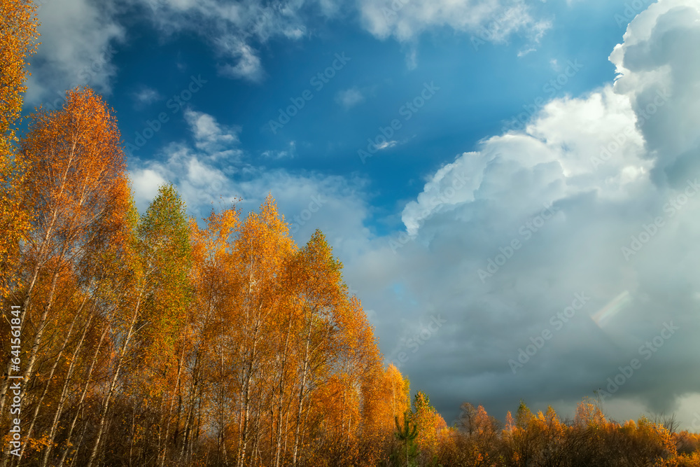 Fototapeta premium Beautiful autumn forest. Yellow birches.