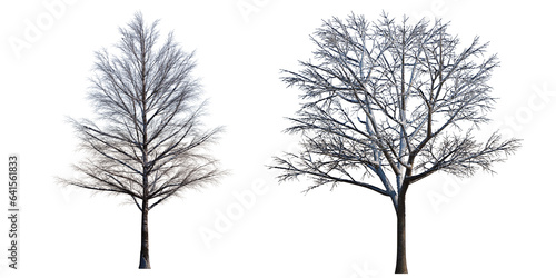 winter or autumn trees 3D render.