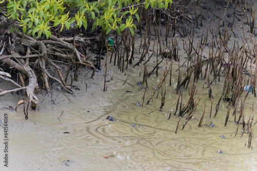 Canvas Print respiratory roots or pneumatophore roots of mangrove trees grown vertically from mudflats of mangrove forest of sundarban