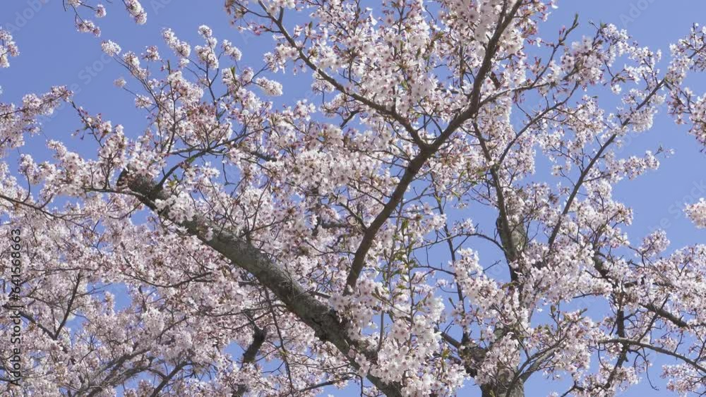 The cherry blossoms in full bloom is blowing in the wind. The cherry blossoms in full bloom is blowing in the wind.