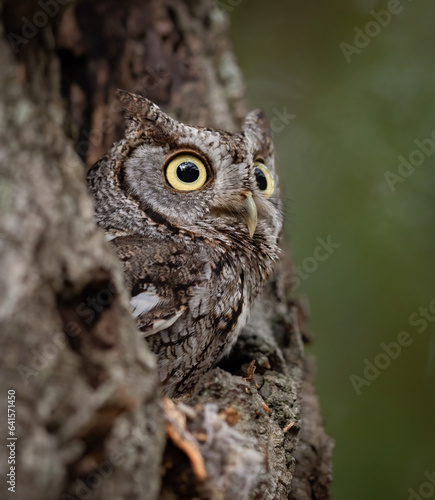 Eastern screech owl in Florida 