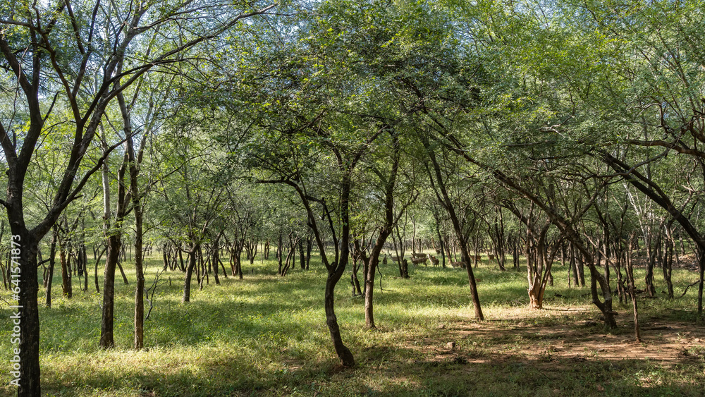Sprawling trees grow in the jungle. In a sunlit clearing, on the green grass, there is a group of axis spotted deer. Blue sky. India. Ranthambore National Park. Sprawling trees grow in the jungle. In a sunlit clearing, on the green grass, there is a group of axis spotted deer. Blue sky. India. Ranthambore National Park.
