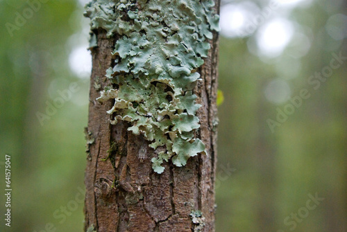 Moss growing on tree in the woods