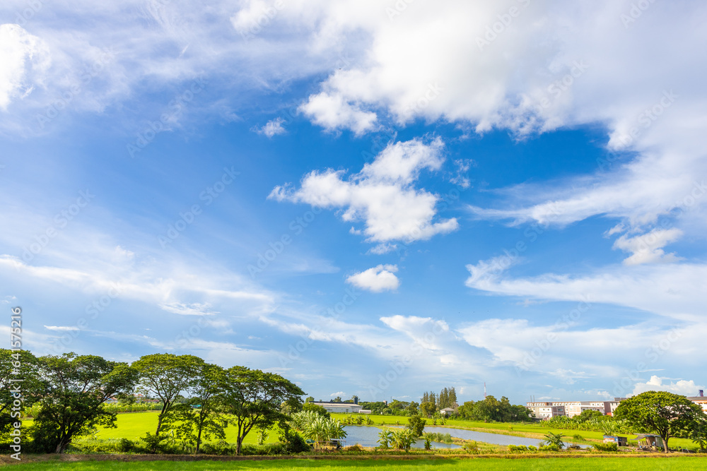 Naklejka premium rice field and blue sky background with clouds