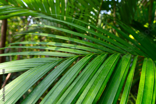 Close up coconut palm leaves in rain forest. eocology environment concept.