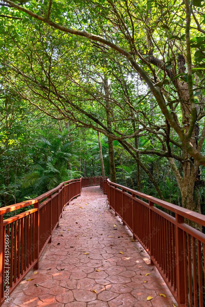 Wooden walkway and abundant mangrove forest in Southern Thailand