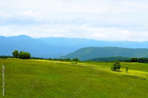 Landscape with Beautiful Meadow